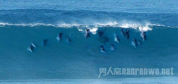 逃离天鹅森林